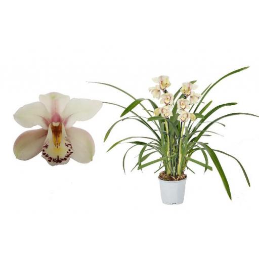 Orquidea cymbidium blanca