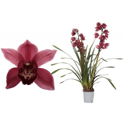 Orquidea cymbidium jolly red