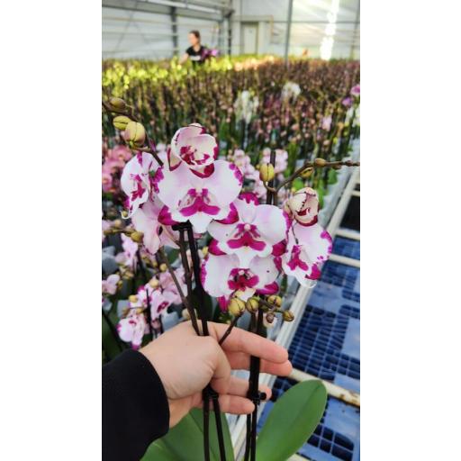 Orquidea Phalaenopsis amadora 2 tallos