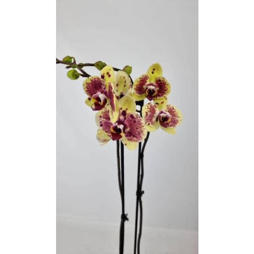 Orquidea Phalaenopsis amarilla exotic 2 tallos