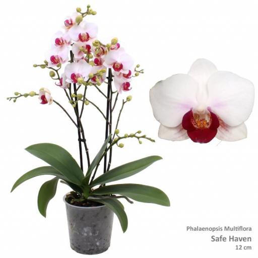 Orquidea Phalaenopsis haven pro