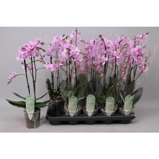 Orquidea Phalaenopsis loriclone Rosanne multiflora [0]