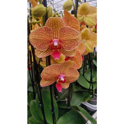 Orquidea Phalaenopsis naranja