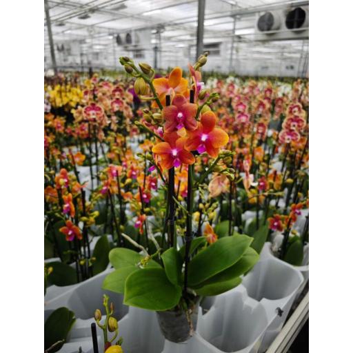 Orquidea Phalaenopsis Bolgheri naranja
