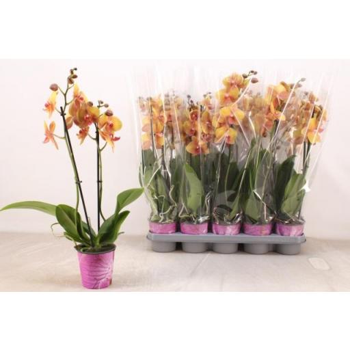 Orquidea Phalaenopsis naranja