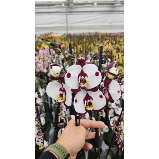 Orquidea Phalaenopsis polka dots 2 tallos