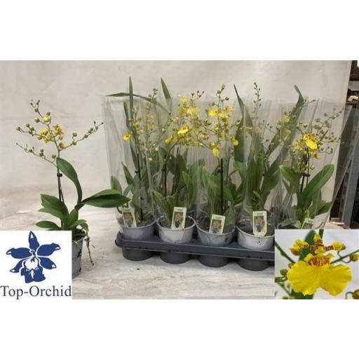 Orquidea Oncidium [0]