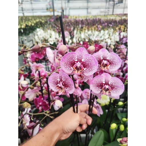 Orquidea Phalaenopsis dominika 2 tallos