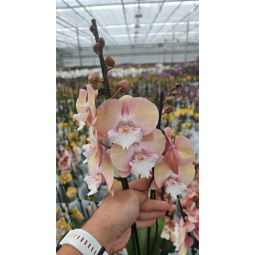 Orquidea Phalaenopsis mia  2 tallos
