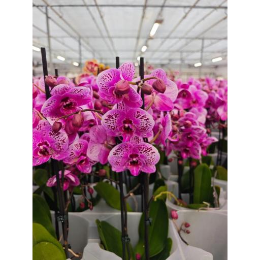 Orquidea Phalaenopsis limited pro
