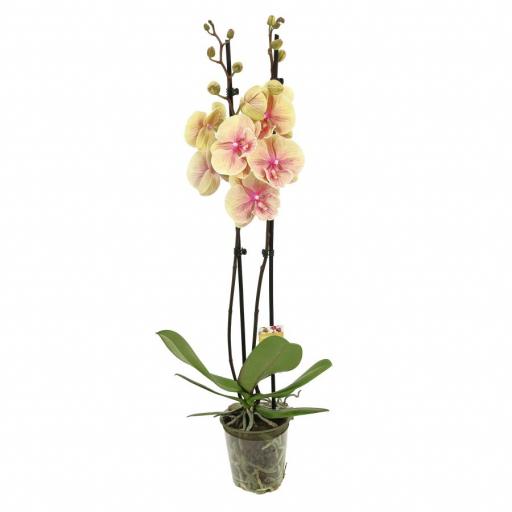 Orquidea Phalaenopsis biglip mara