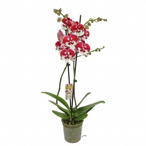 Orquidea Phalaenopsis stories [0]