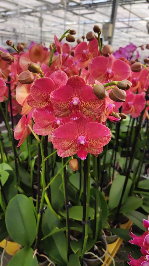Orquidea Phalaenopsis ubangi 2 tallos
