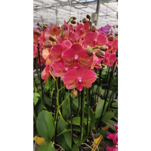 Orquidea Phalaenopsis ubangi 2 tallos