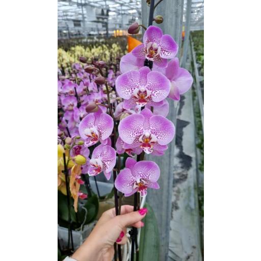 Orquidea Phalaenopsis dominika 2 tallos [0]