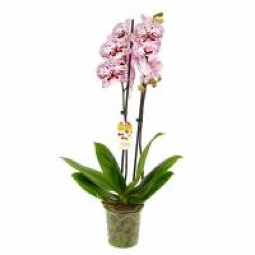 Orquidea Phalaenopsis indus