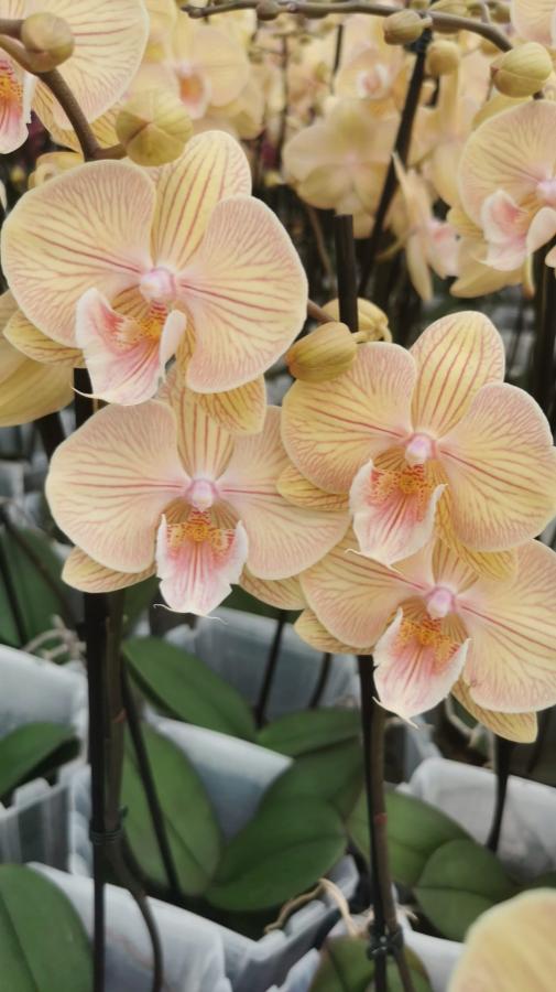 Orquidea Phalaenopsis amarilla gloria
