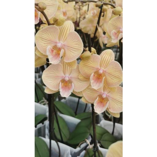Orquidea Phalaenopsis amarilla gloria