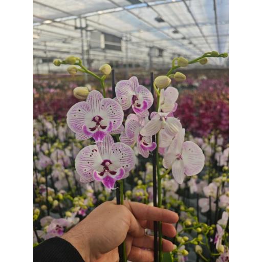 Orquidea Phalaenopsis limited pro