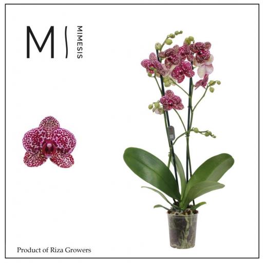 Orquidea Phalaenopsis wildcat [0]