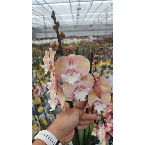 Orquidea Phalaenopsis tina salmon