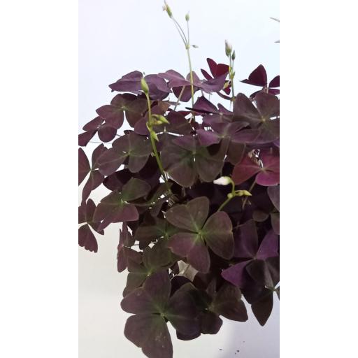 Oxalis Triangularis 'mijke' [1]