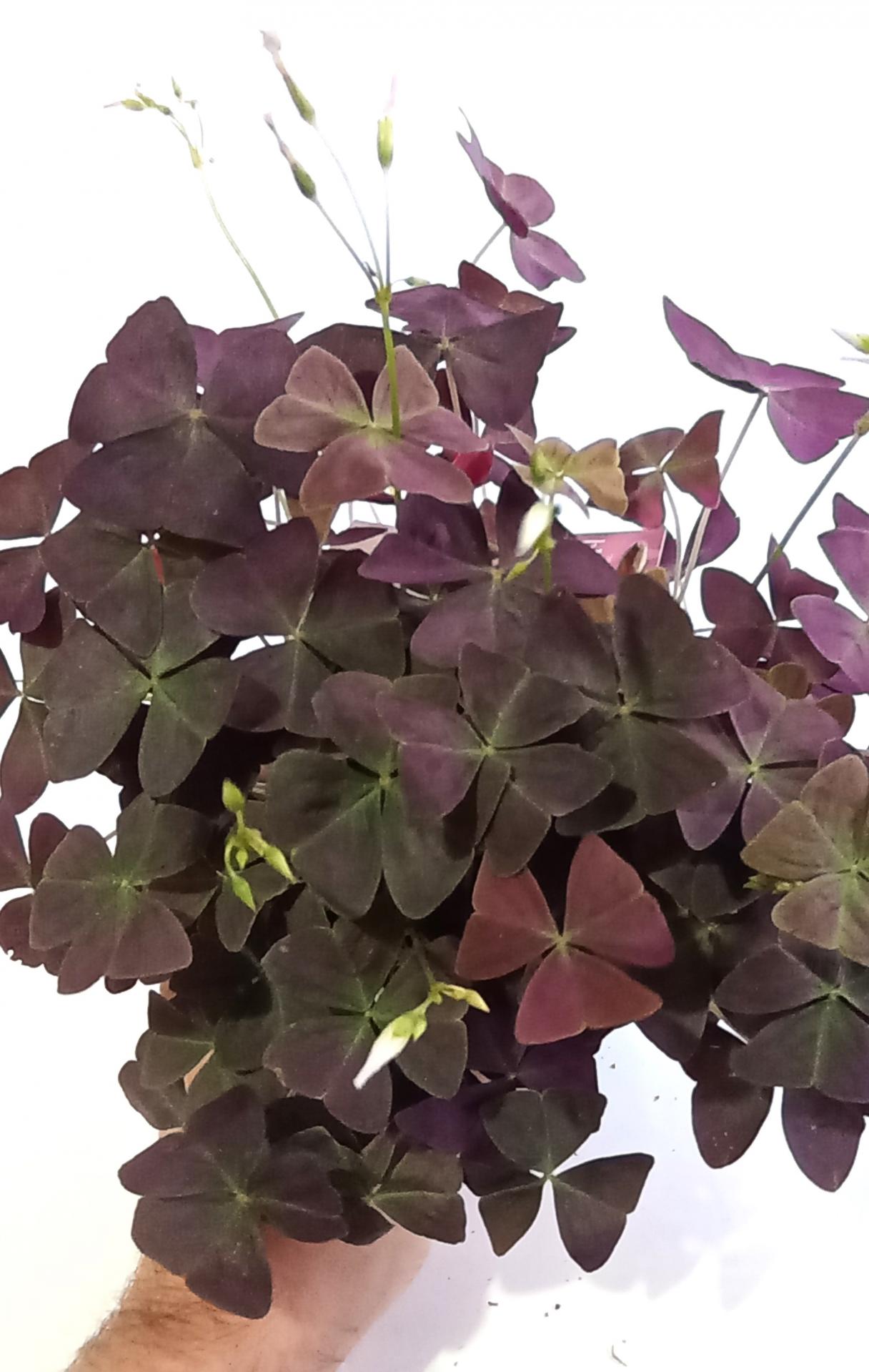 Oxalis Triangularis 'mijke'
