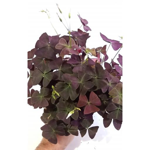 Oxalis Triangularis 'mijke'