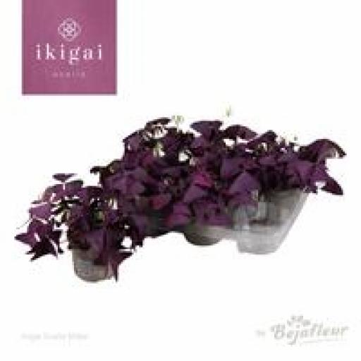 Oxalis Triangularis 'Mijke'  [0]