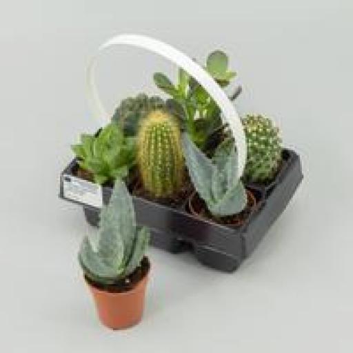 Pack 6 cactus naturales [0]