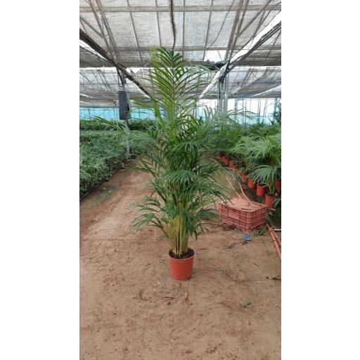 Areca 110  cm