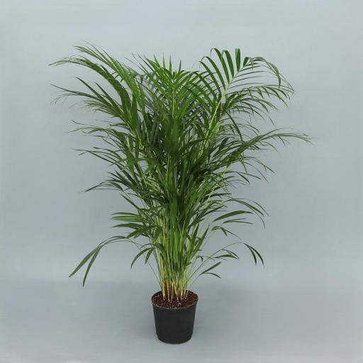 Areca 110  cm [0]