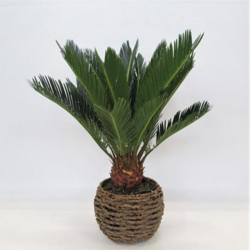 Palmera cyca 50 cm con macetero