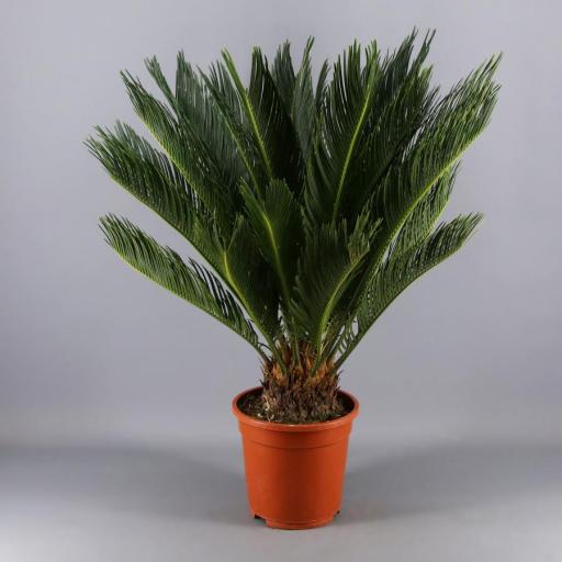 Palmera cyca 40 cm