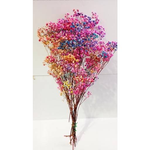 Paniculata preservada rainbow