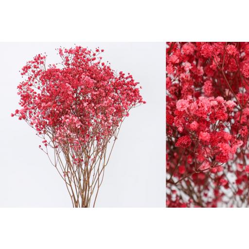 Paniculata preservada rojo