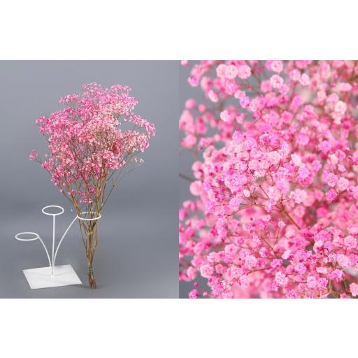 Paniculata preservada rosa