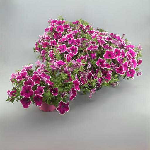 Petunia surfinia halo
