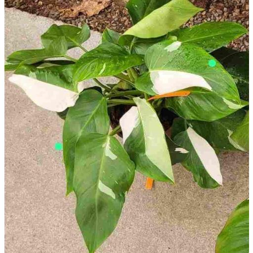 Philodendron blanco Princess