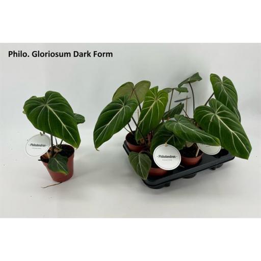 Philodendrom gloriosum dark