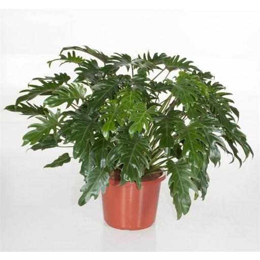 Philodendron xanadu