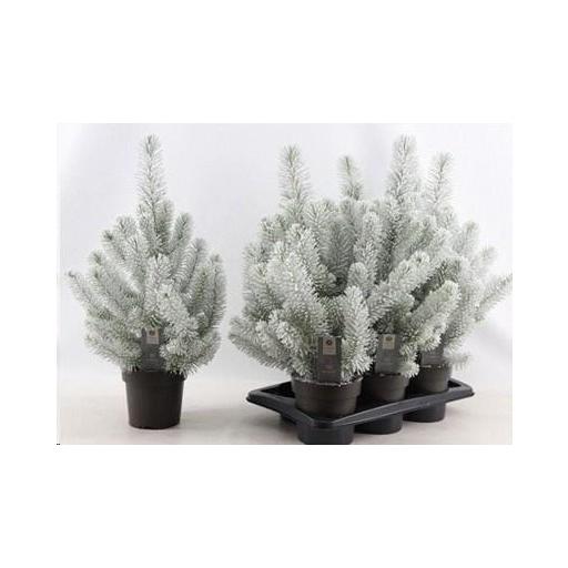 Pino natural nevado (Pinus Silver Crest) 65 cm