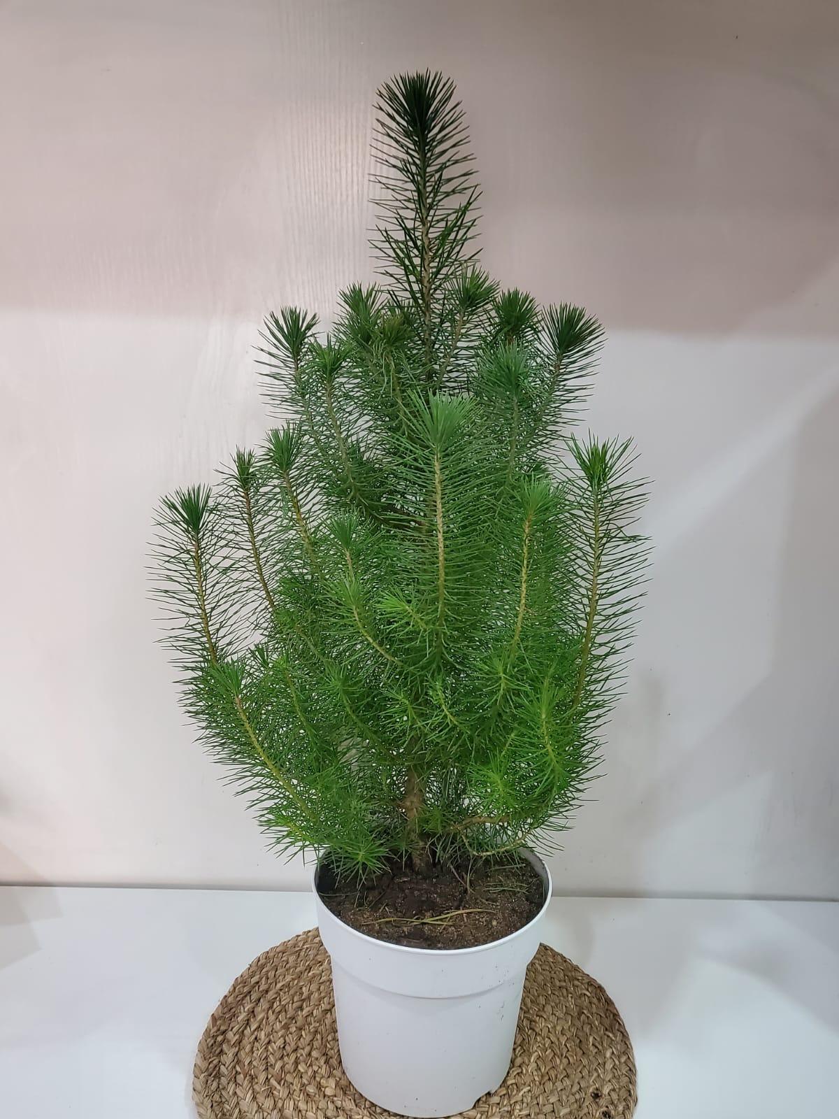 Pinus Pinea Silver Crest