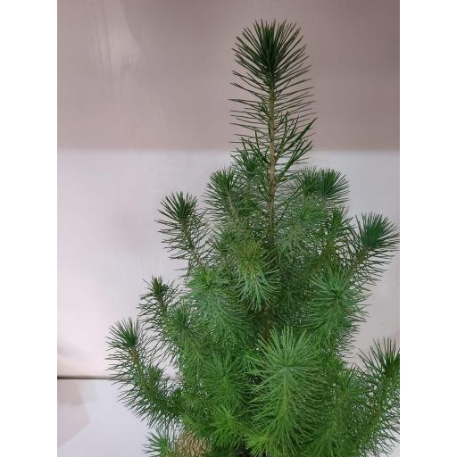 Pinus Pinea Silver Crest [1]