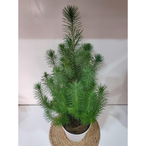Pinus Pinea Silver Crest [2]