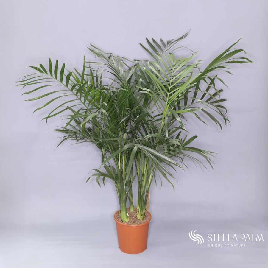 Chamaedorea 130 cm