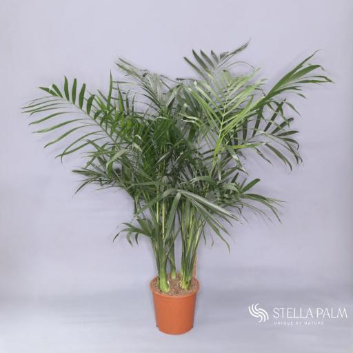 Chamaedorea 130 cm [0]
