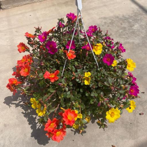 Portulaca Colgante