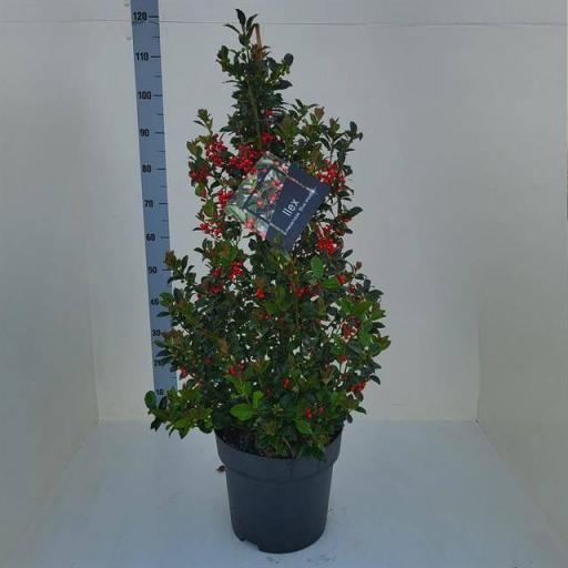  Acebo Ilex M. Blue Maid 100 cm