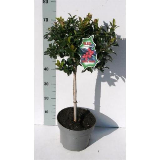 Ilex M. Blue Maid Copa (Acebo)